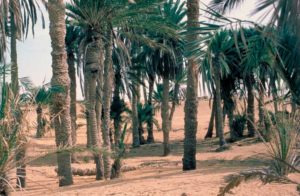 El oasis de Cadés Barne